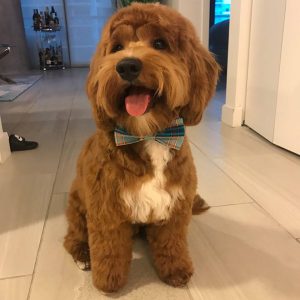 F2 Mini Goldendoodle Teddy