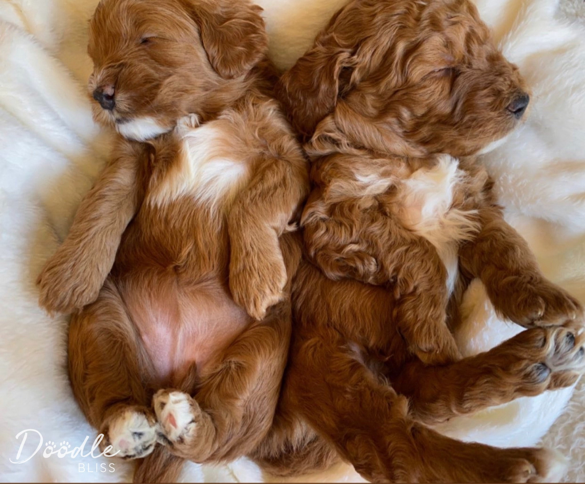 F1b Mini Goldendoodle