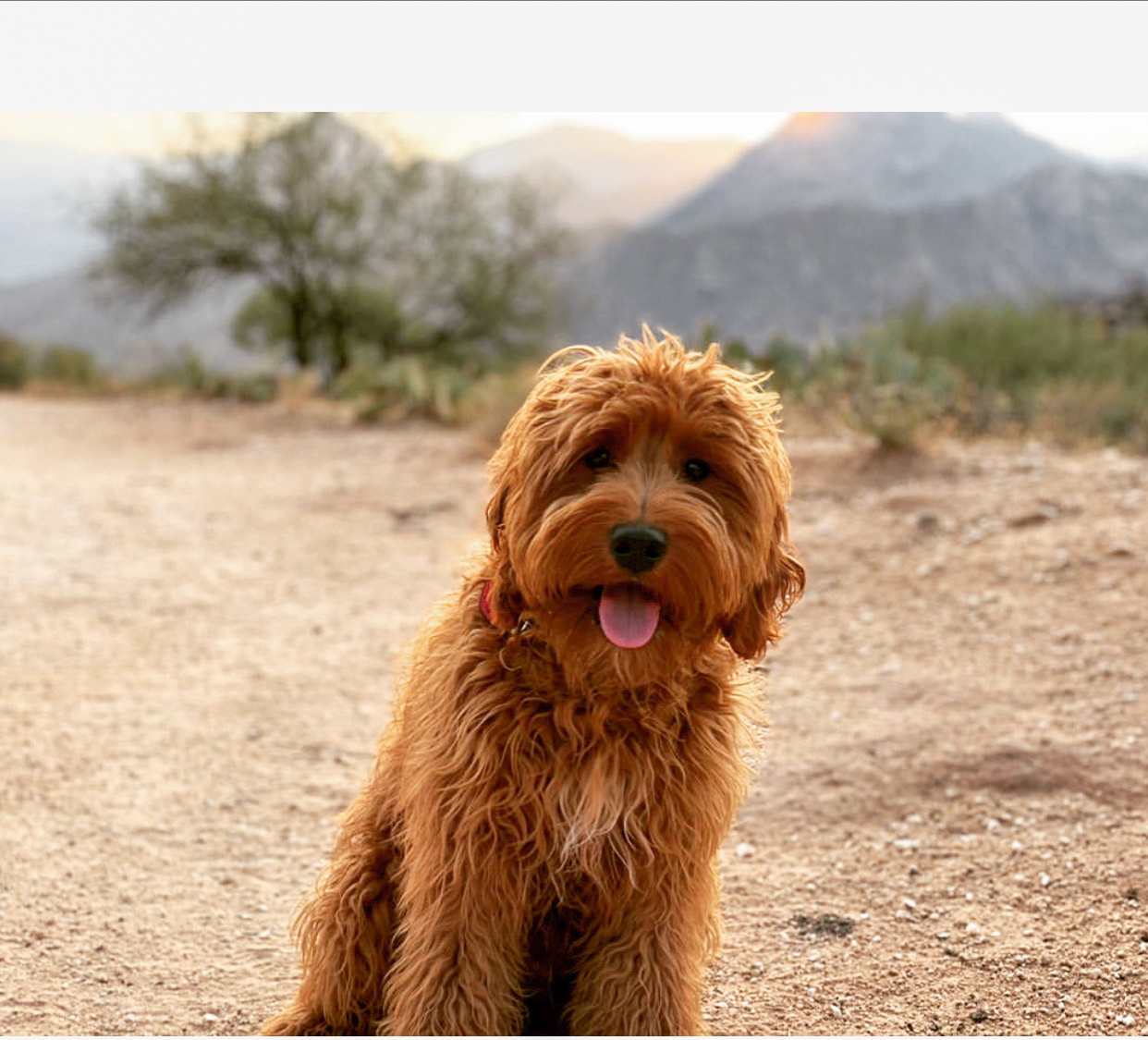 f1b-mini-goldendoodle-wyatt