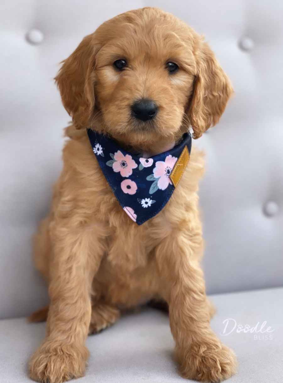 Popular Girl Dog Names