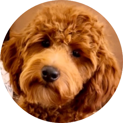 Miniature Poodle Stud Jack