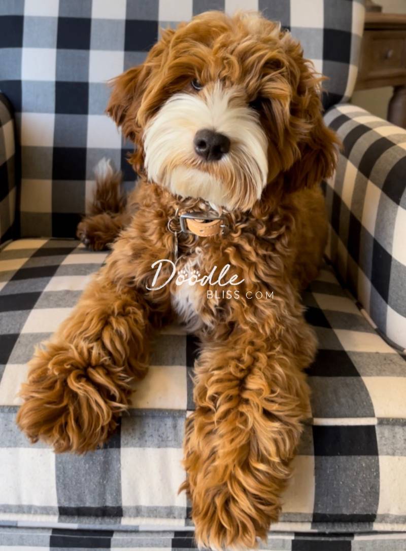 Multigen Mini Goldendoodle Stud Boots