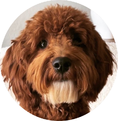 F1b Mini Goldendoodle Stud Benny