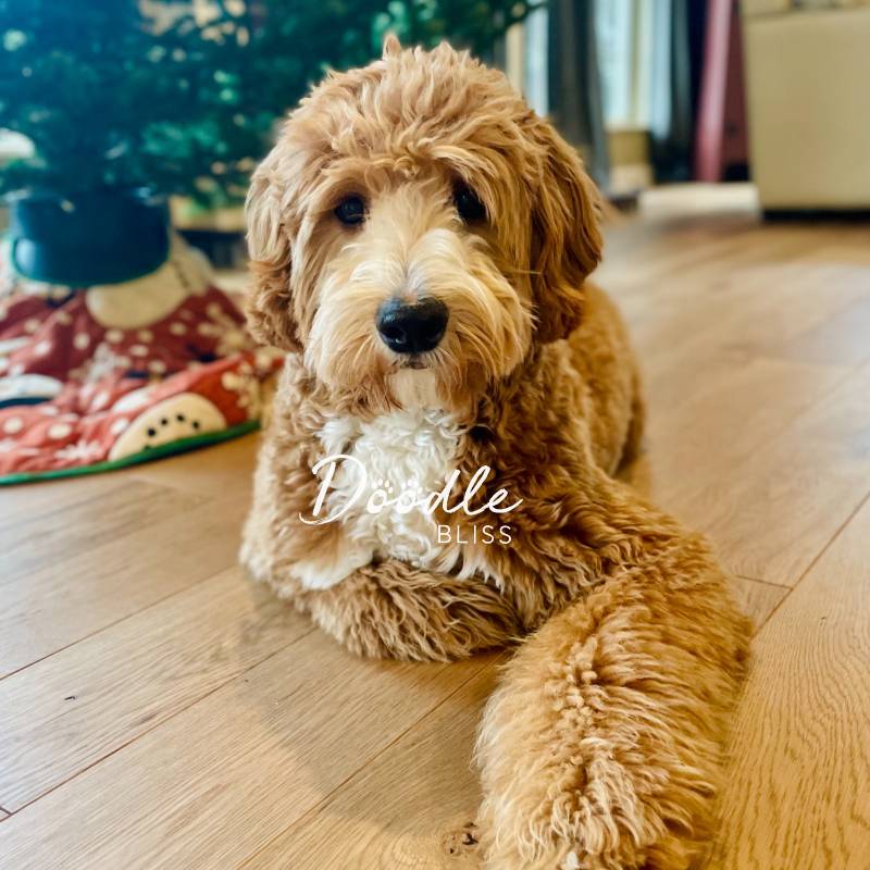 Adult Mini Goldendoodle from Paisley