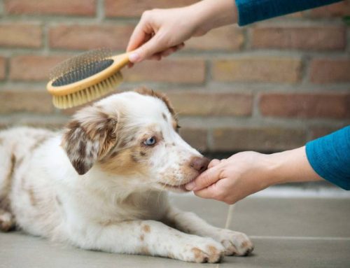 Best Brush for Doodles