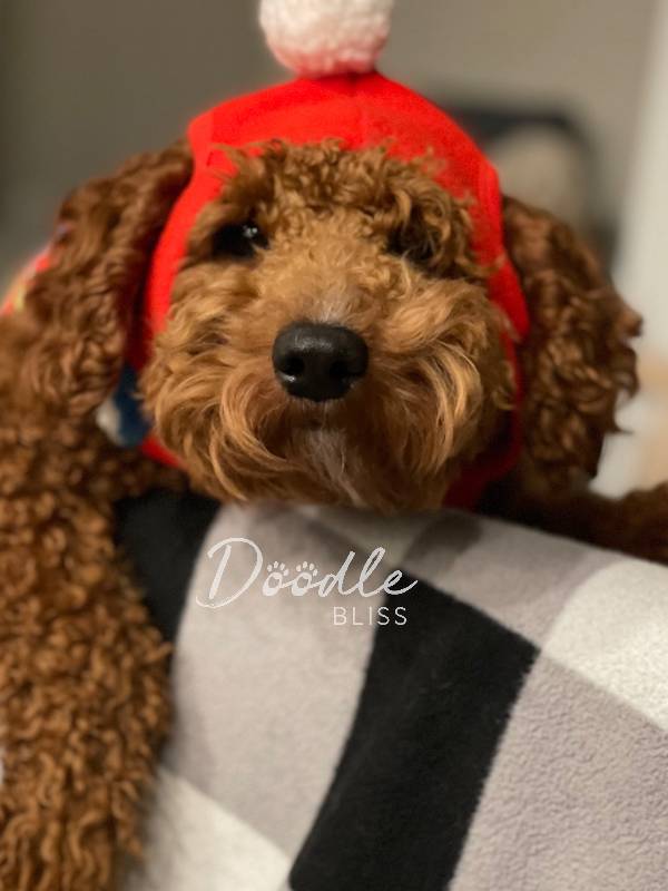 Miniature Poodle Archie