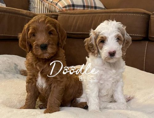 Why Doodle Bliss is Among the Best Goldendoodle Breeders in Arizona