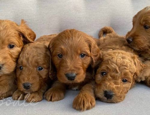 Promoting Puppy Well-being: The Importance of Early Neurological Stimulation (ENS)