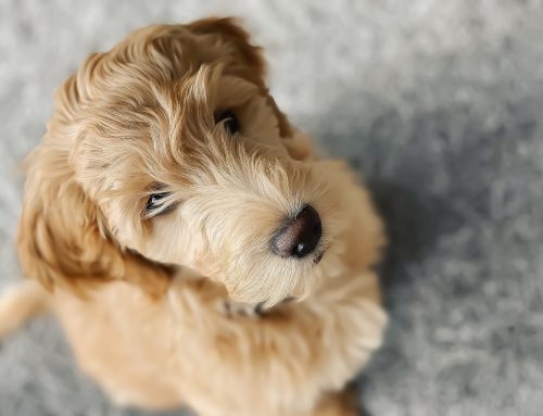 The Comprehensive Guide to Why Doodle Bliss is Among the Best Dog Breeders in Arizona
