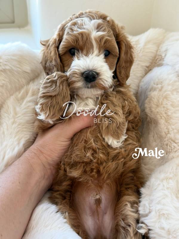 mini goldendoodle